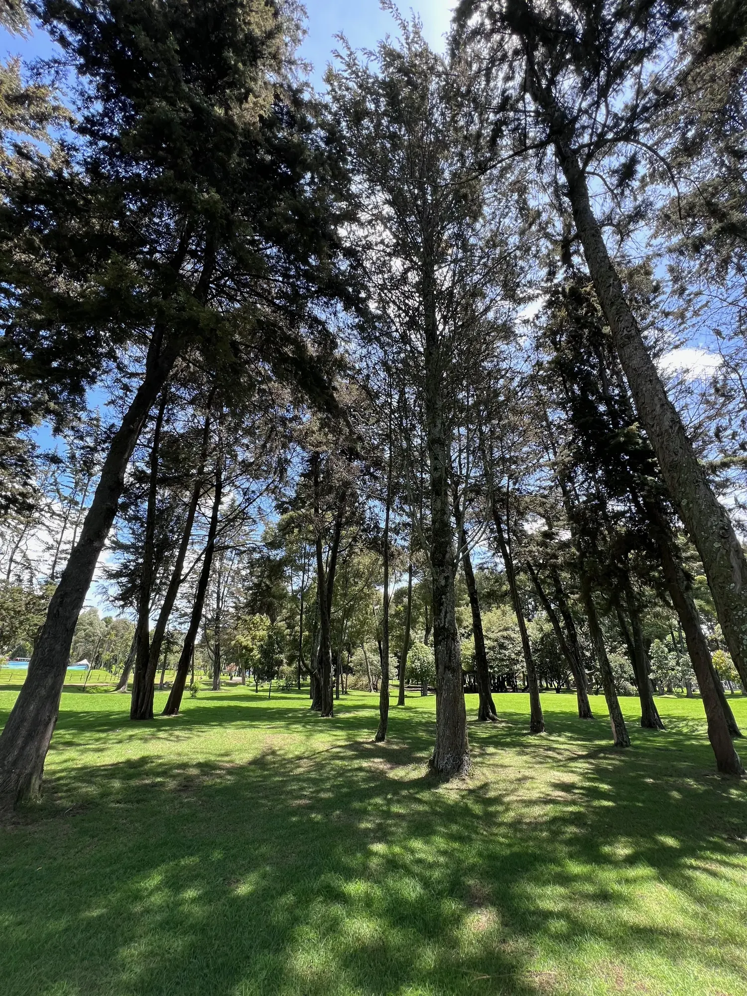 Tall trees and open lawn in Simon Bolivar Park
