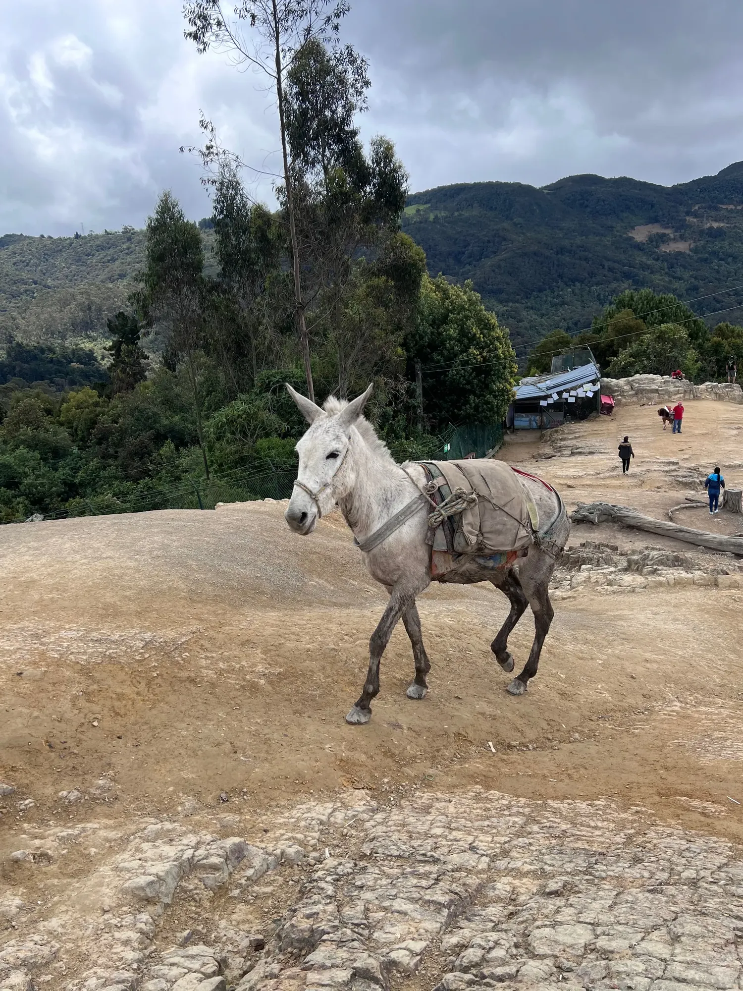 A pack mule near the shops behind the church at Monserrate